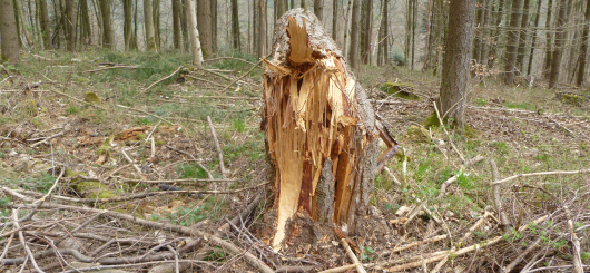 Baumsterben durch Trockenheit und Sturm