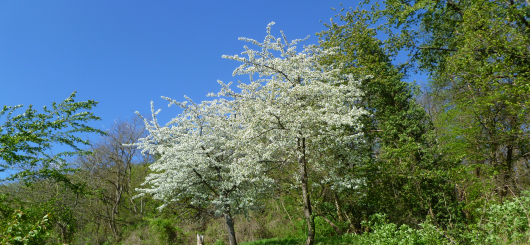 Frühblüher