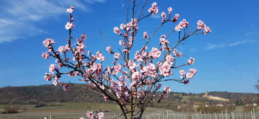Mandelblüten mit Blick auf die Wachtenburg