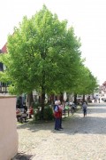Zur Alten Schmiede in Burkheim