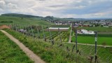 Winzergenossenschaft Auggener Schäf