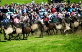 Einlauf der 400 Wildpferde in der Arena
