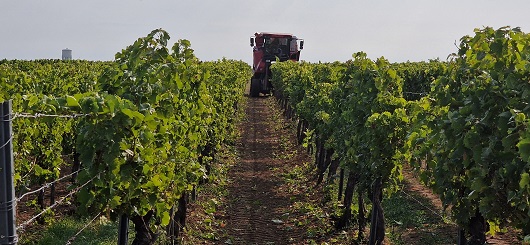 Weinlese 2025 Weinlese 2025